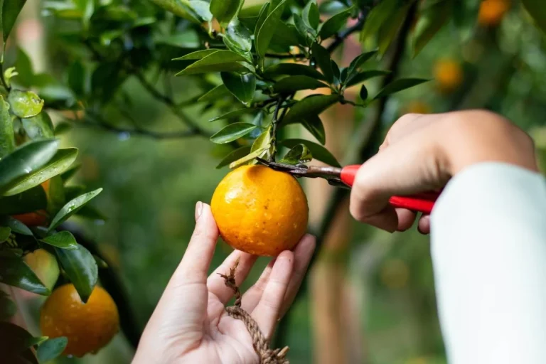 Recolectores de Frutas