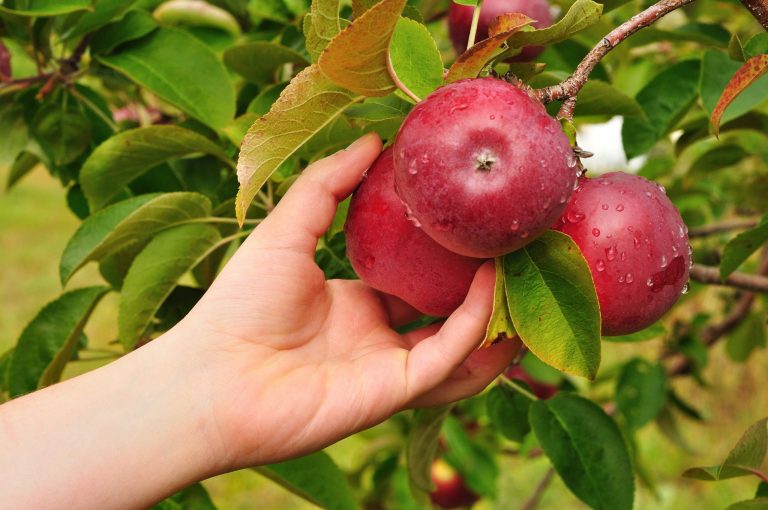 Recolectores de manzanas